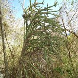 Leptocereus scopulophilus (Duniel Barrios) Pan de Matanzas.JPG